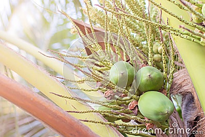 Young coconuts on coconut tree Stock Photo