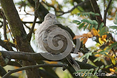 Young Collared Dove Stock Photo