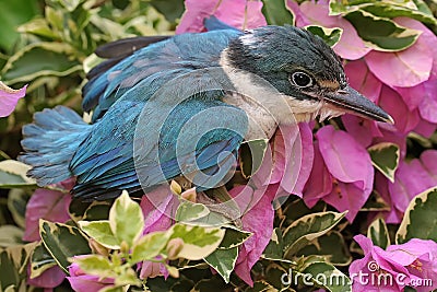 A young collared kingfisher is looking for prey in the bush. Stock Photo