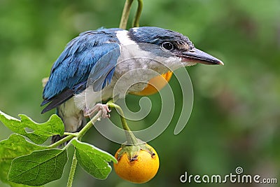 A young collared kingfisher is looking for prey in the bush. Stock Photo