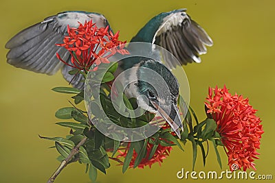 A young collared kingfisher is looking for prey in the bush. Stock Photo