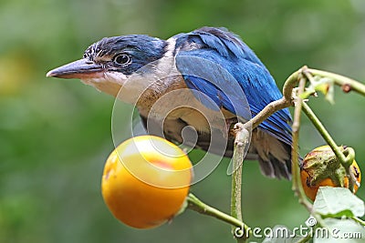 A young collared kingfisher is looking for prey in the bush. Stock Photo