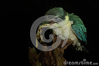 A young collared kingfisher is preying on a lizard on a rotting log. Stock Photo