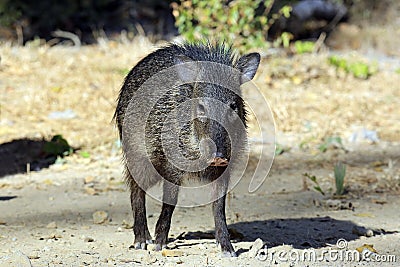 Young Collared Peccary Stock Photo