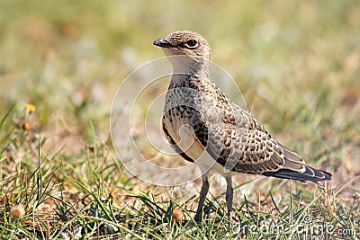 Young Collared Pratincole Glareola pratincola in natural habitat Stock Photo