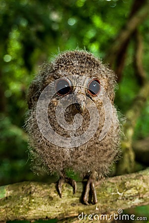 Young Collared Scops Owl Stock Photo