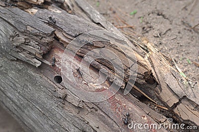 small colony of the black carpenter ants organized in rotten trunk Stock Photo