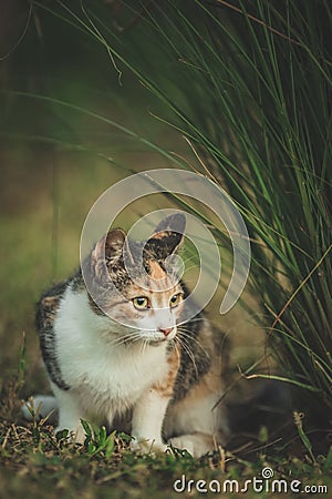 Young colorful cat standing on green grass Stock Photo