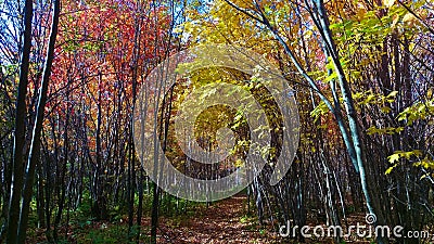 Young and colorful forest with a peaceful path Stock Photo