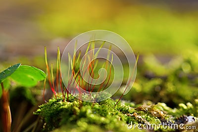 Young colorful grass Stock Photo