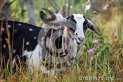Funny goatling between meadow flowers Stock Photo