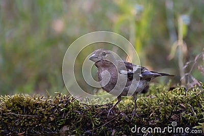 Young Common Chaffinch Fringilla coelebs in the wild Stock Photo