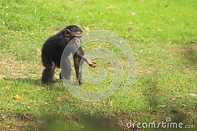 Young common chimpanzee Stock Photo