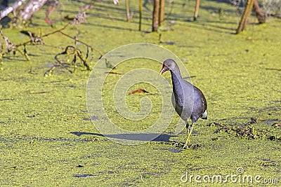 Young Common Moorehen, Gallinule Walking In Shallow Water Stock Photo