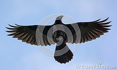 Young Common Raven hovers high in blue sky with stretched wings and tail Stock Photo