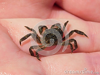 Young Common Shore Crab Stock Photo