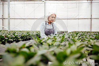 Young mature woman working with plants in greenhouse Stock Photo