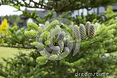 Young cones on a bright green branch on the nature Stock Photo