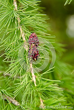 Young cones Larch in spring park Stock Photo