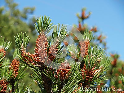 Young cones of a pine ordinary (Pinus sylvestris L. ) Stock Photo