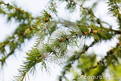 Young coniferous spruce branches with small seed Stock Photo
