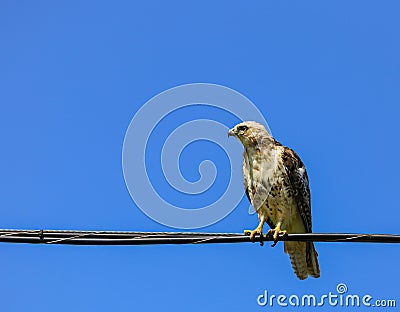 Young Cooper`s Hawk on wire. Stock Photo