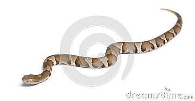 Young Copperhead snake or highland moccasin Stock Photo