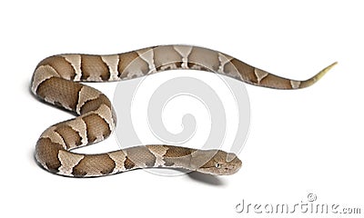 Young Copperhead snake or highland moccasin - Agkistrodon contortrix(poisonous) Stock Photo