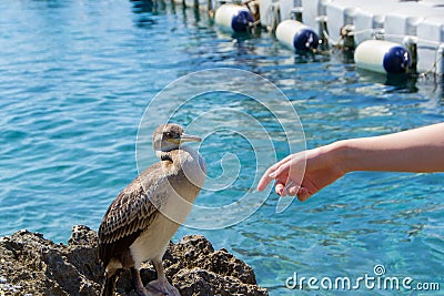 Young cormorant on the sea Stock Photo