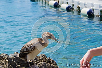 Young cormorant on the sea Stock Photo