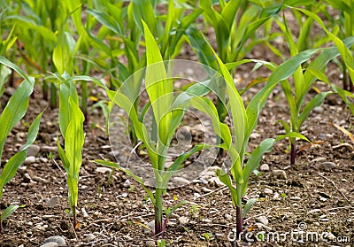 Young corn crops stalk Stock Photo