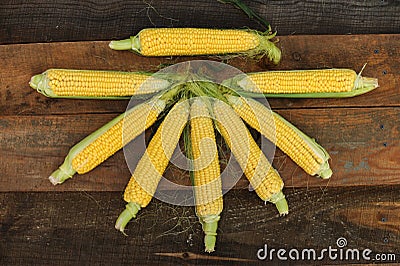 Young corn dairy ripeness, food varieties grown on ecological farm Stock Photo