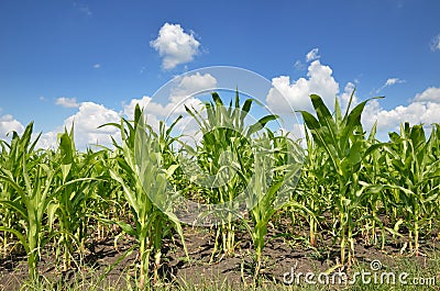 Young corn field Stock Photo