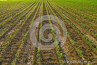 Young corn field in sunrise, rows of plants, agriculture and plant protection Stock Photo