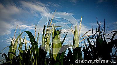 Young corn filed with blue sky at sunset - agriculture Stock Photo