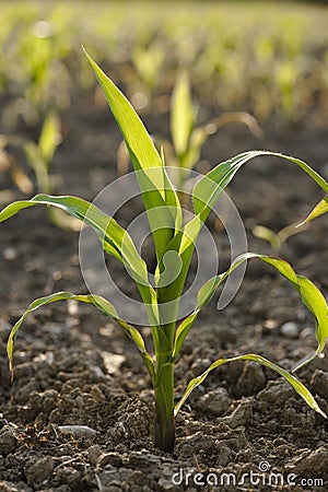 Young Corn plant Stock Photo