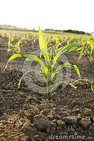 Young Corn plant Stock Photo