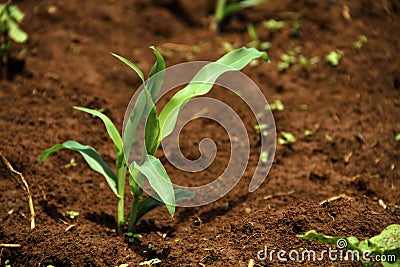 Young corn plant Stock Photo
