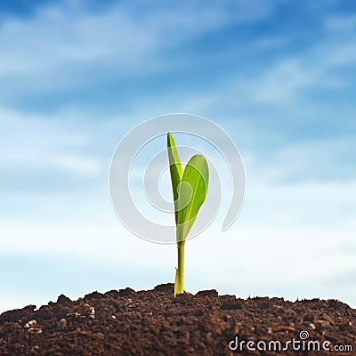 Young corn plant sprout Stock Photo
