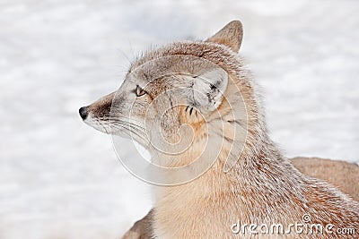 Young corsac fox close up. Animals in wildlife. Stock Photo