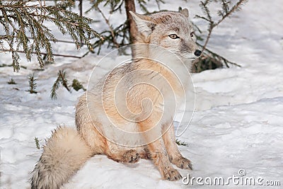 Young corsac fox is sitting on white snow. Animals in wildlife. Stock Photo