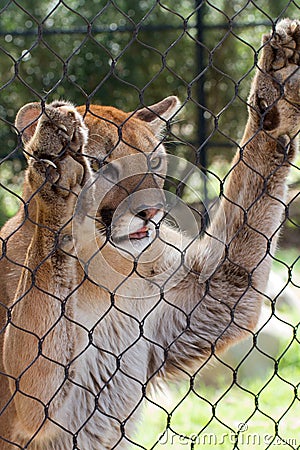 Young Cougar Cat Stock Photo