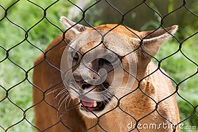 Young Cougar Cat Stock Photo