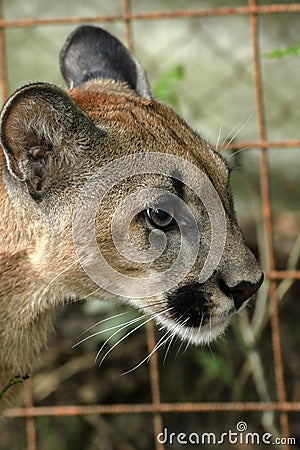 Young cougar Stock Photo