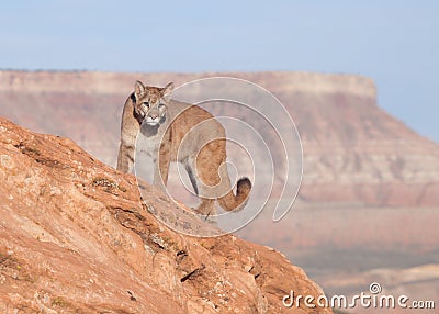 Young cougar on a red rock ridge in Southern Utah Stock Photo