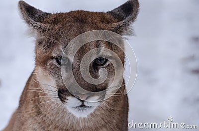 Young cougar in the snow Stock Photo