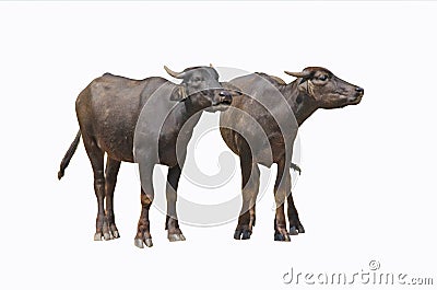 Young couple Asian buffalo on white background Stock Photo