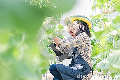 Young couple farmers checking their cantaloupe melons farm Stock Photo