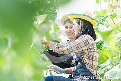 Young couple farmers checking their cantaloupe melons farm Stock Photo