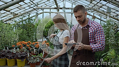 Young couple florists work in garden center. Attractive man and woman count flowers using tablet computer during working. In the greenhouse stock footage Young couple florists work in garden center. Attractive man and woman count flowers using tablet computer during working. In the greenhouse stock footage